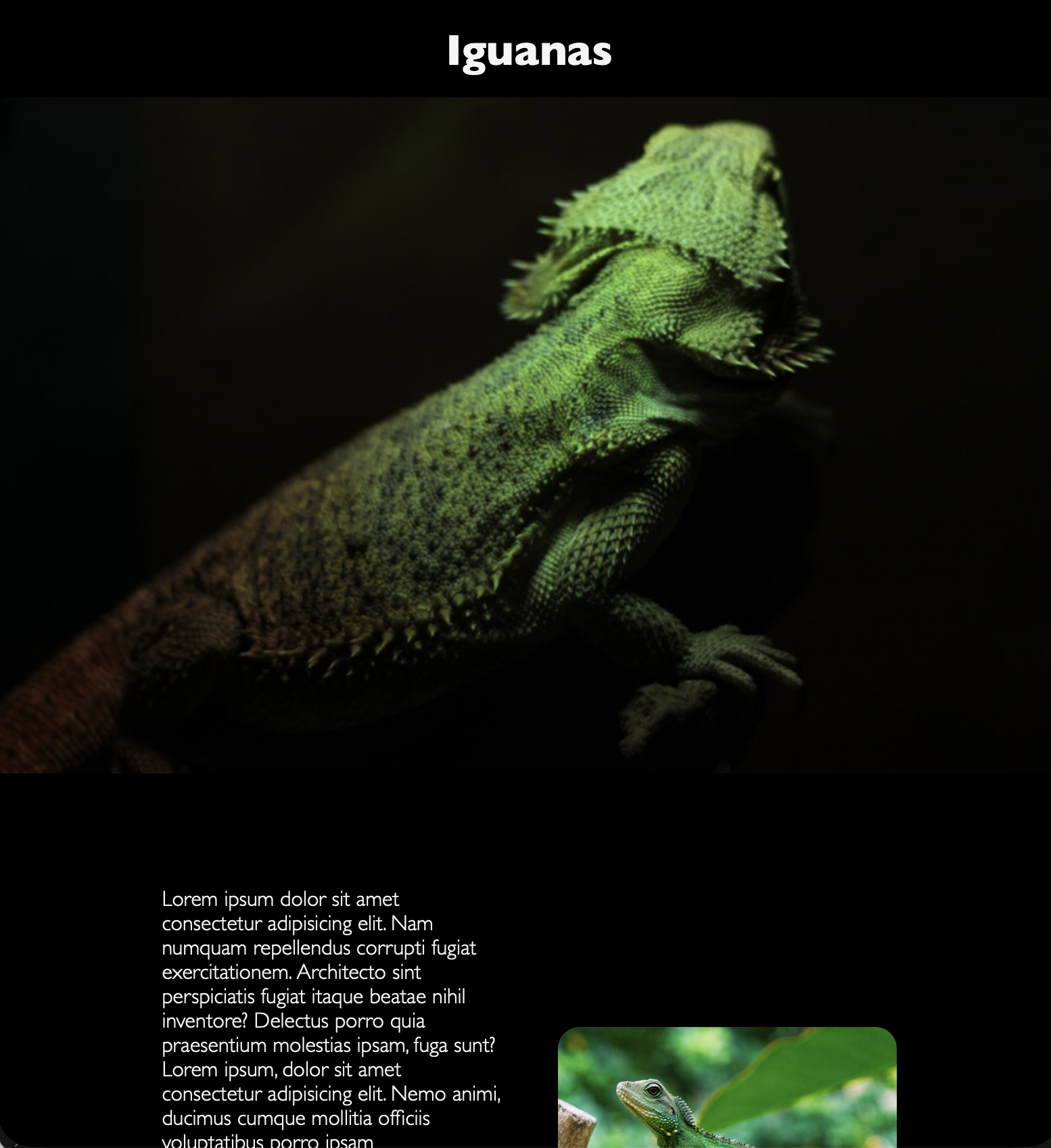 página web de iguanas